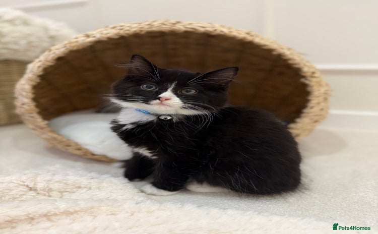 Mixed Breed cats - Advert 2