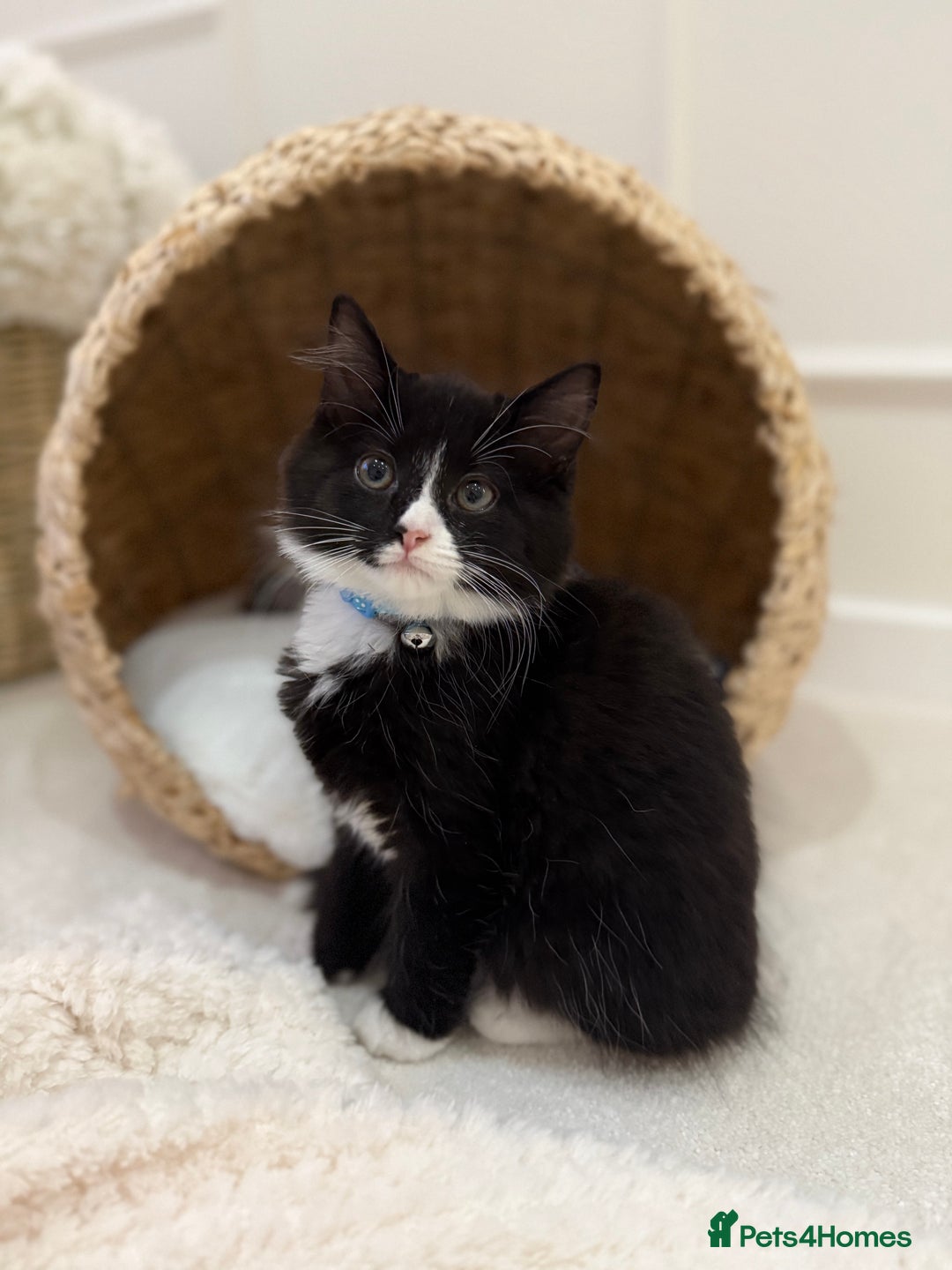 Mixed Breed cats for sale: Our Beautiful Dice - Image 1