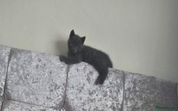 Russian Blue cats for sale: Gorgeous Russian Blue kittens - Image 9