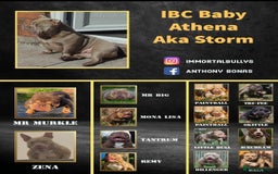 American Bully dogs for sale: Micro Exotic Bully ABR Females - Image 9