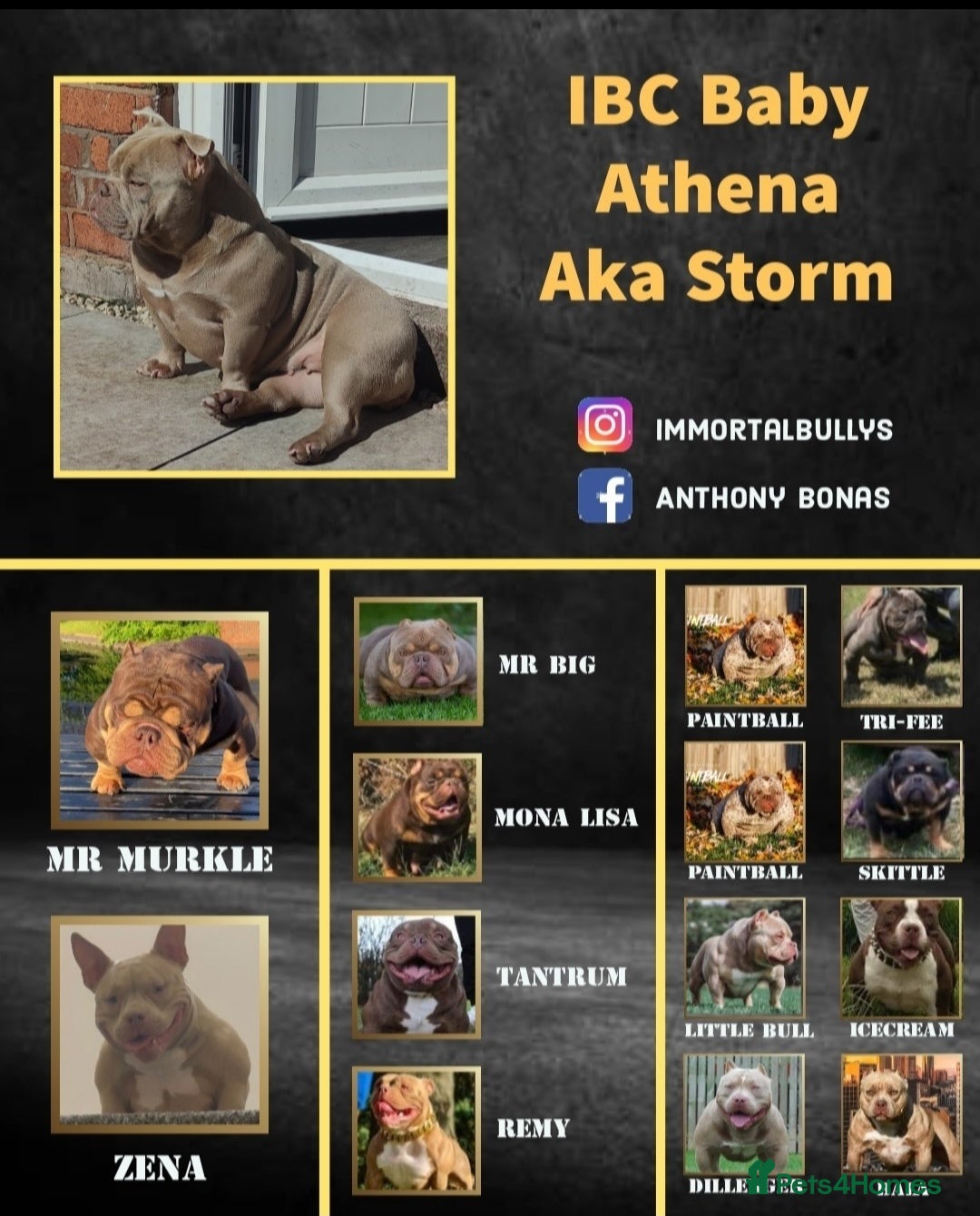 American Bully dogs for sale: Micro Exotic Bully ABR Females - Image 9