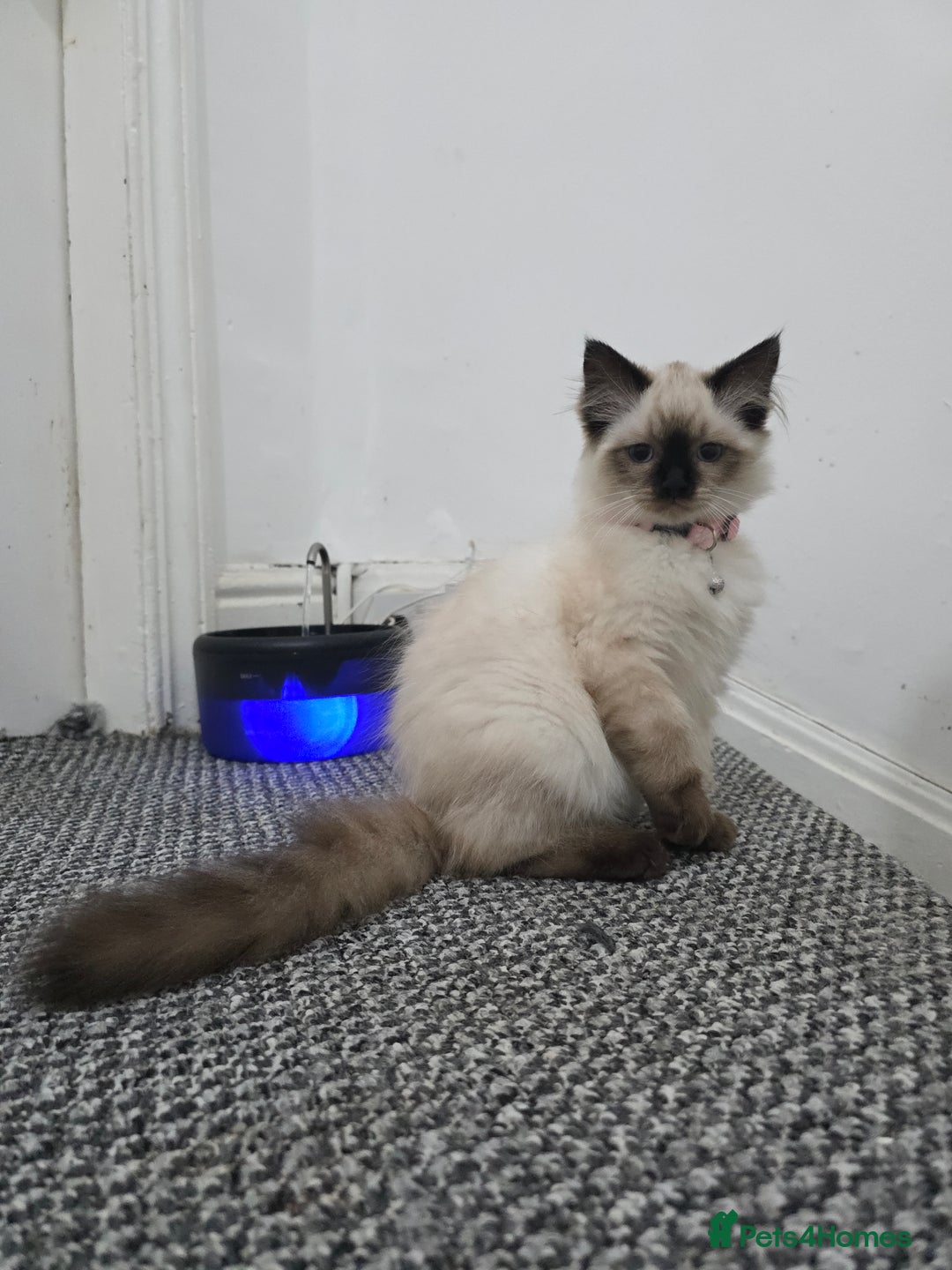 Ragdoll cats for sale: Beautiful Ragdoll kittens ready for a new home  - Advert 6
