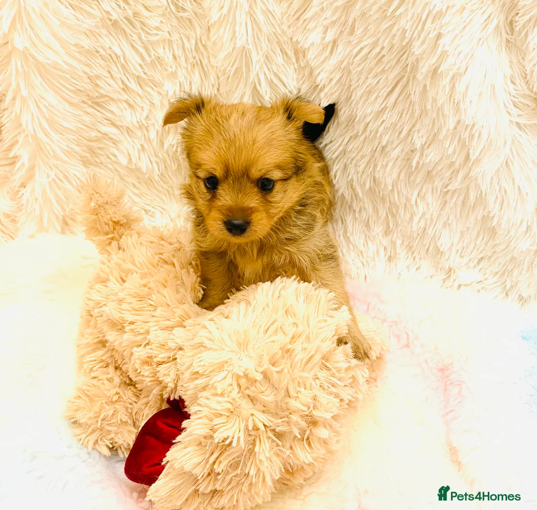 Mixed Breed dogs for sale: Adorable Pom/yorkshire puppy’s  - Advert 7