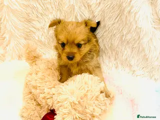 Mixed Breed dogs Adorable Pom/yorkshire puppy’s - Advert 9