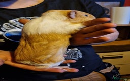 Guinea Pig rodents for sale: LONE MALE guineapig - Image 5