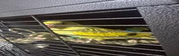 Ringnecks birds for sale: Pied Indian Ringneck  in Newcastle upon Tyne - Advert 4