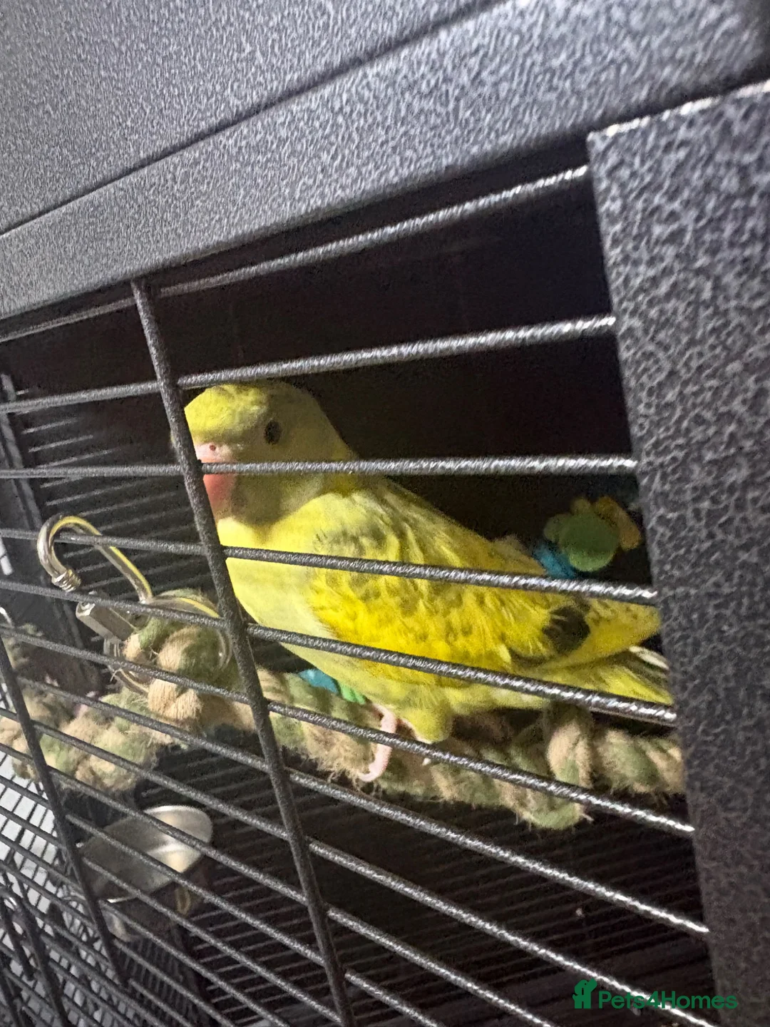 Ringnecks birds for sale: Pied Indian Ringneck  in Newcastle upon Tyne - Advert 4