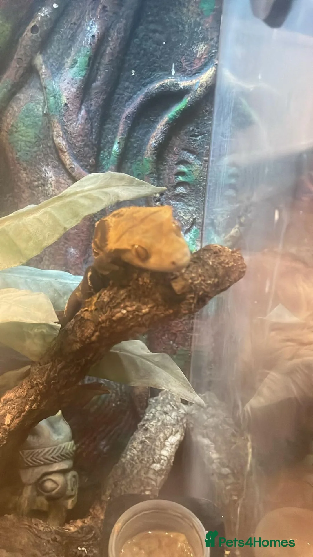 Gecko reptiles for sale: Crusted gecko  in Tidworth - Advert 1