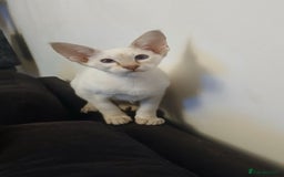 Siamese cats for sale: Pedigree Registered Siamese - 1 Girl remaining ♡ - Image 14
