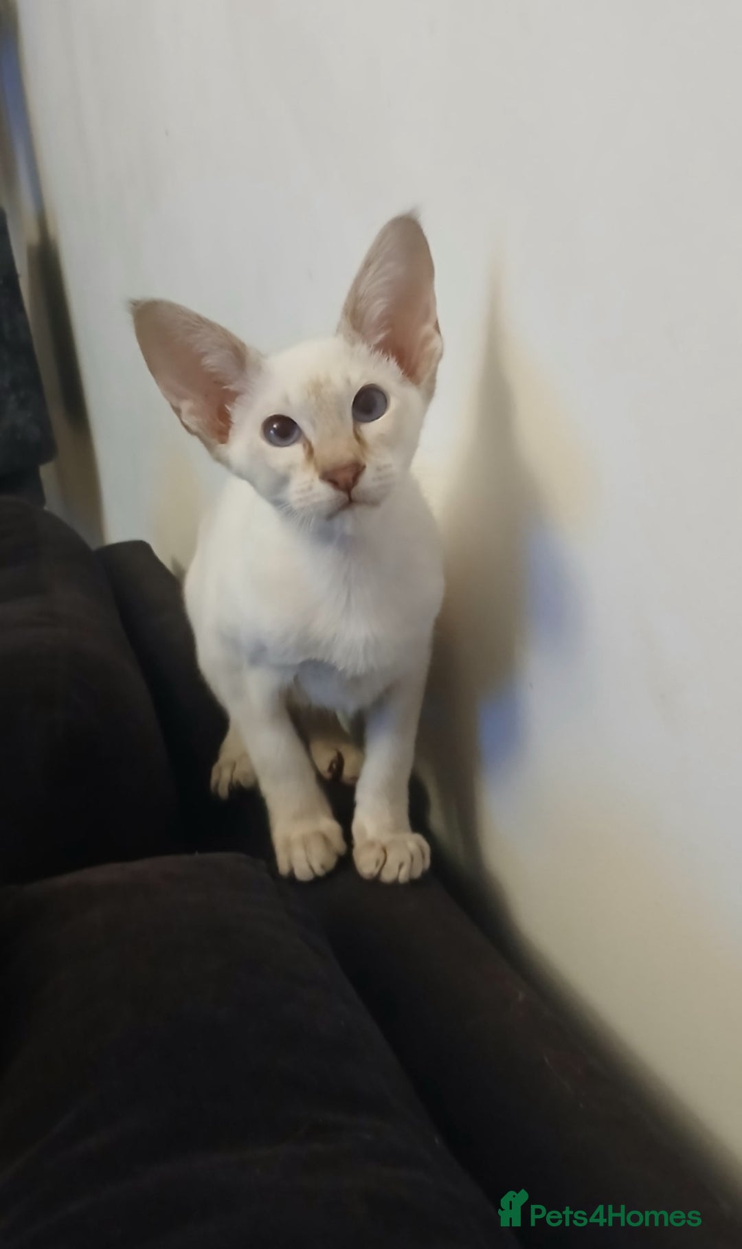 Siamese cats for sale: Pedigree Registered Siamese - 1 Girl remaining ♡ - Image 14