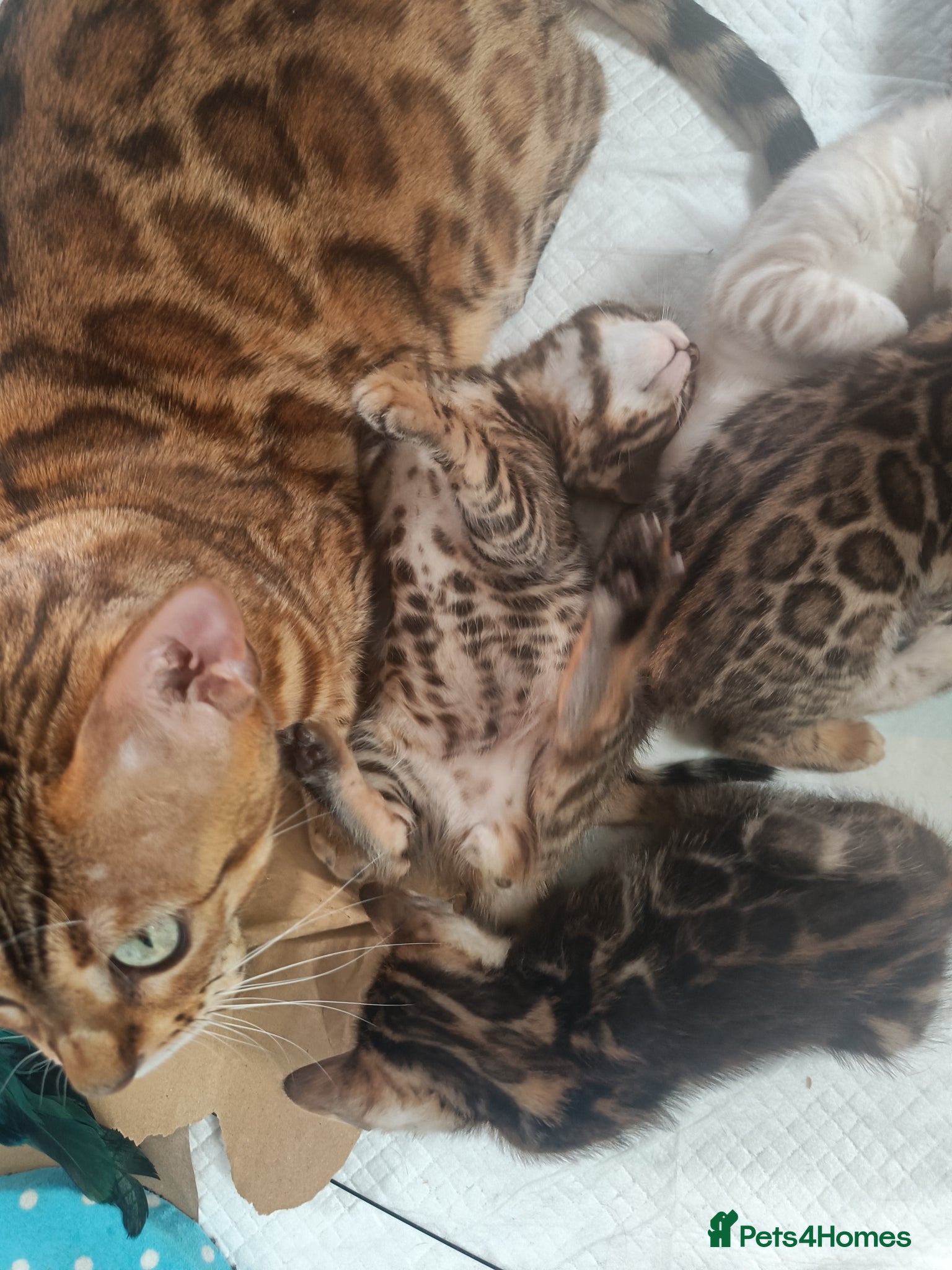 Bengal cats for sale: Absolutely beautiful pedigree bengal kittens - Advert 15