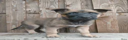 Belgian Shepherd Dog dogs for sale: KC registered Malinois puppies - Advert 15