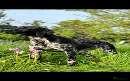 German Shorthaired Pointer dogs for sale: German Shorthaired Pointer Puppies - Image 10