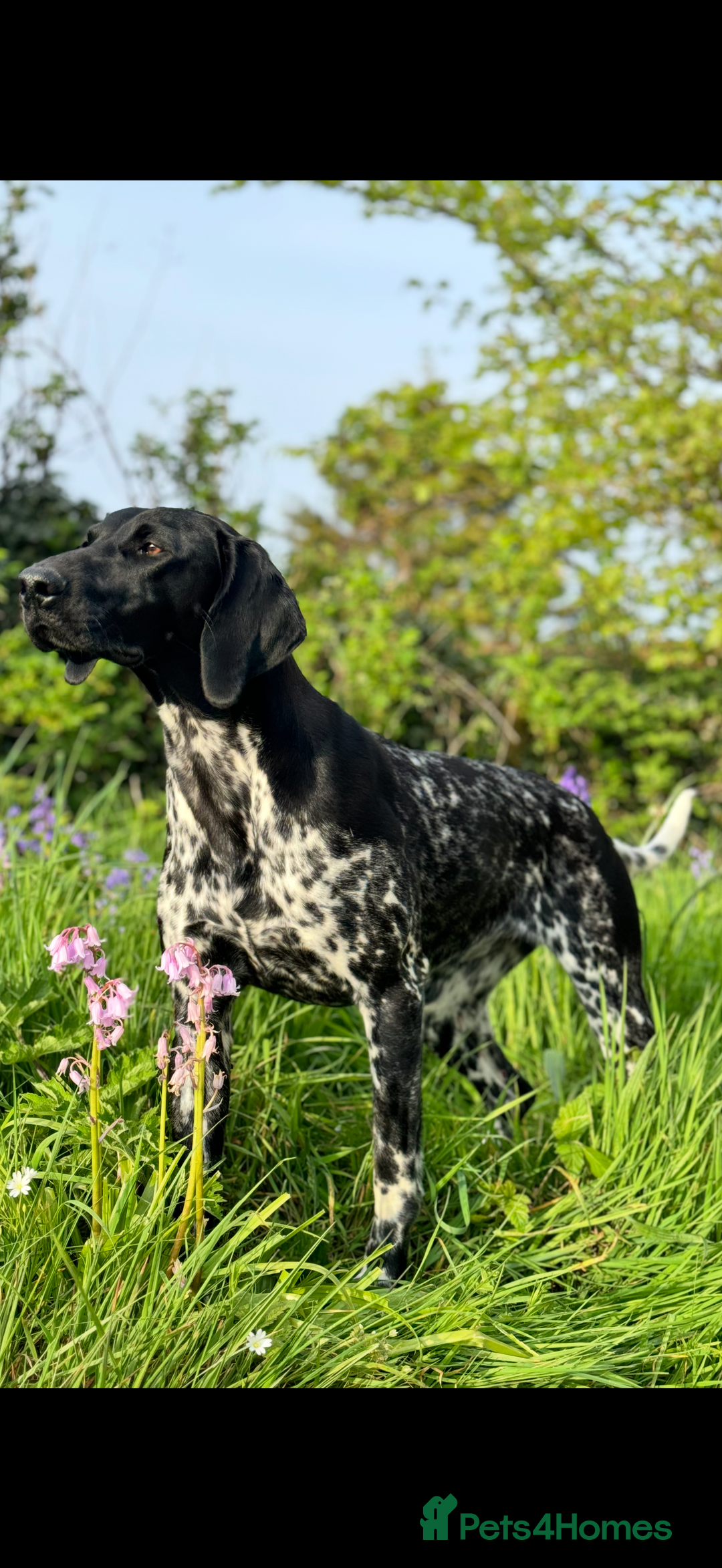 German Shorthaired Pointer dogs for sale: German Shorthaired Pointer Puppies - Image 10