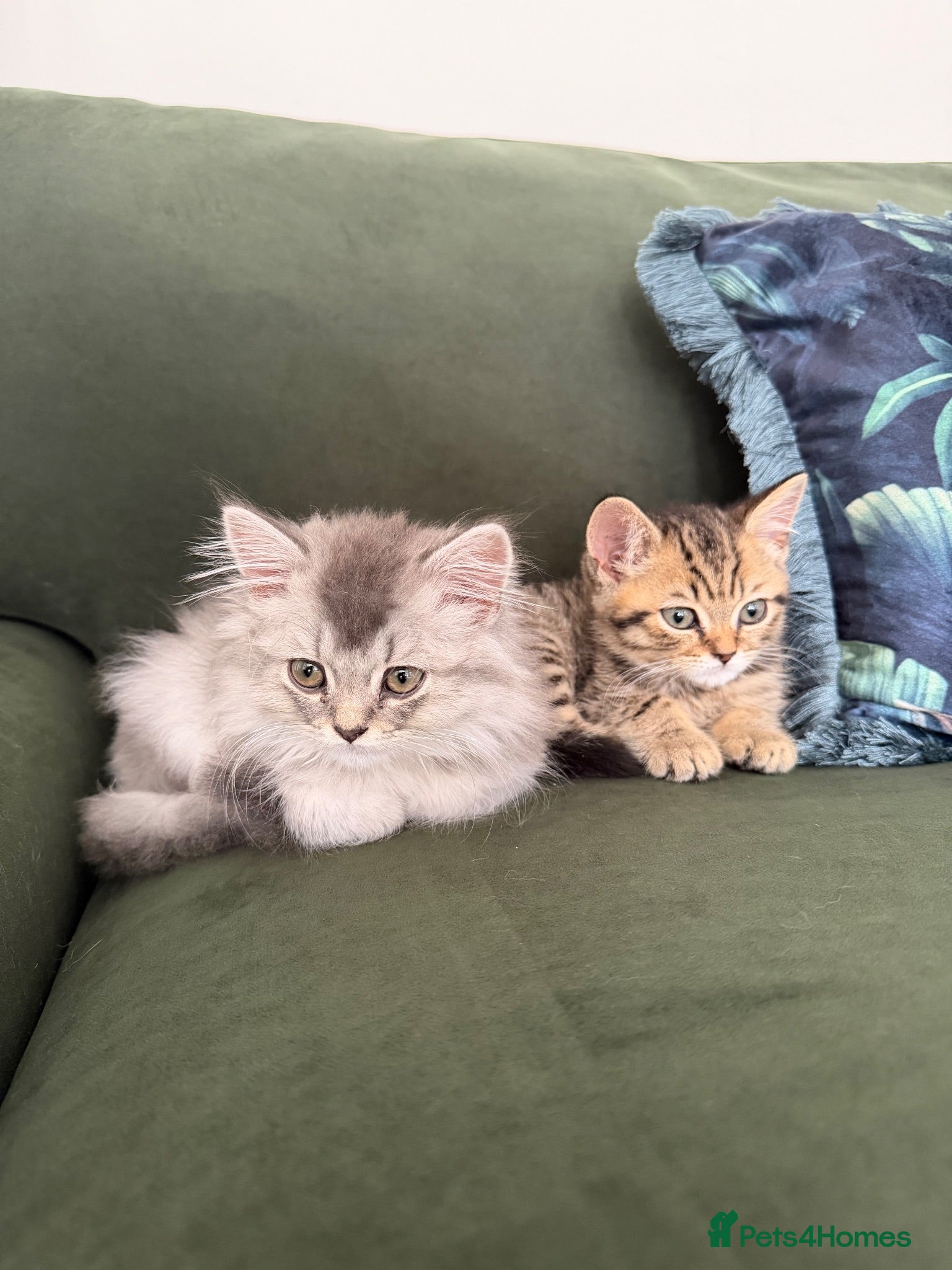 Scottish Fold cats Scottish longhair & Scottish Tabby kitten  - Advert 9