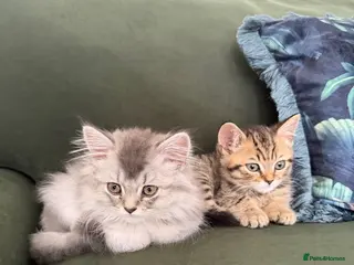 Scottish Fold cats Scottish longhair & Scottish Tabby kitten - Advert 2