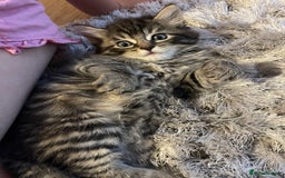 Mixed Breed cats for sale: Fluffy kittens  - Image 8