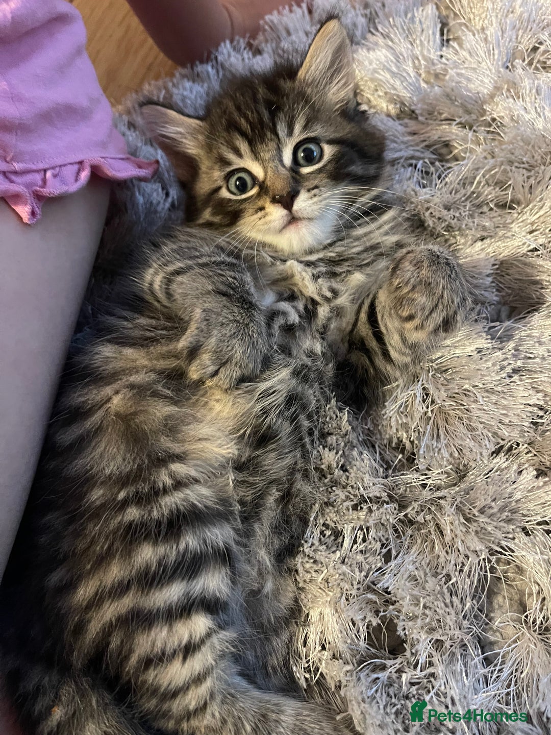 Mixed Breed cats for sale: Fluffy kittens  - Image 8