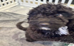 Cockapoo dogs for sale: Beautiful Cockapoos Full Health Tested  - Image 13