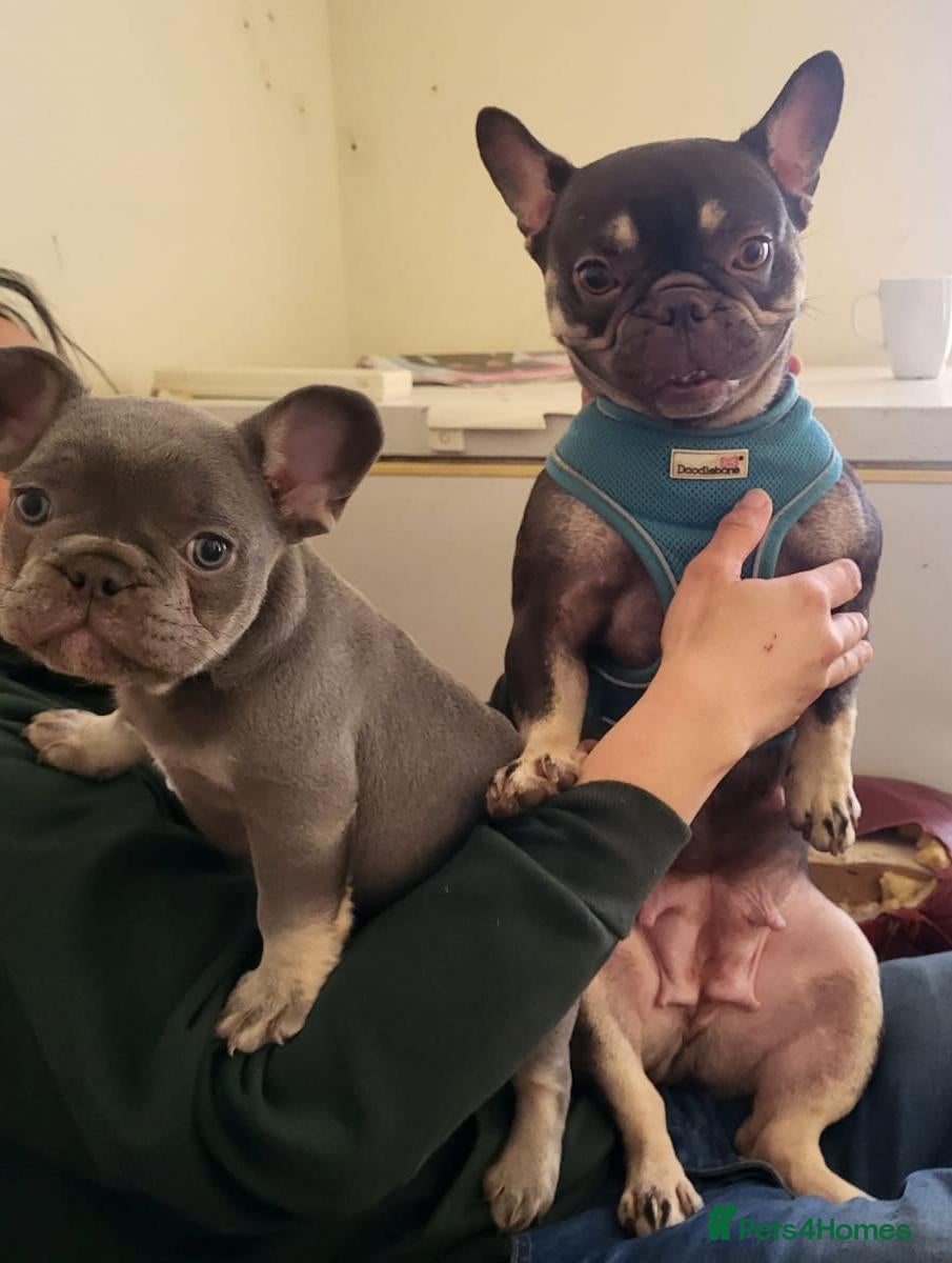 French Bulldog dogs Healthy Boy is Available - Advert 17
