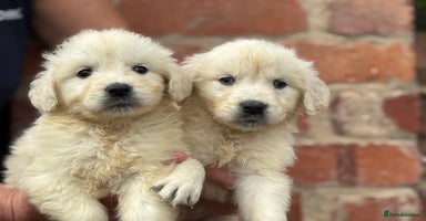 Golden Retriever dogs - Advert 4
