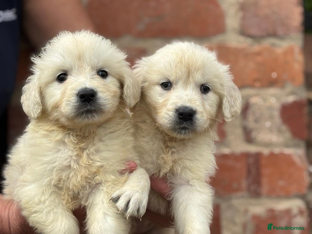 Golden Retriever dogs for sale: Reduced to find them there forever homes   - Image 3