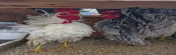 Chickens poultry for sale: Serama rooster - Advert 2