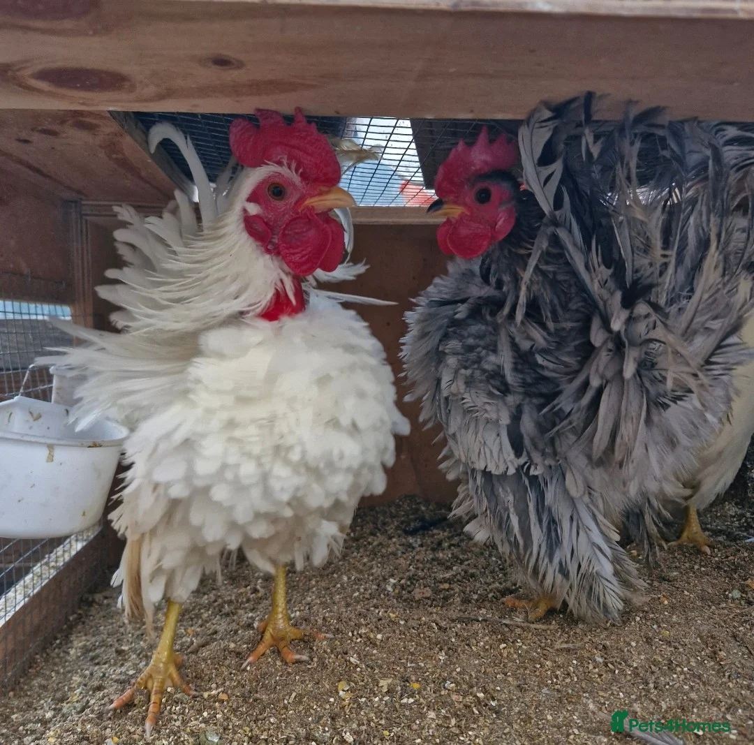 Chickens poultry for sale: Serama rooster - Advert 2