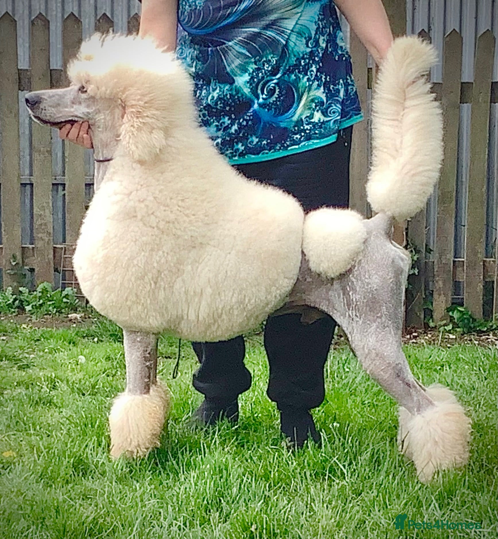 Standard Poodle dogs KC Cream Standard Poodle Stud  - Advert 22