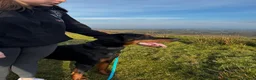 Dobermann dogs for stud: KC registered Dobermann for a stud  - Advert 2