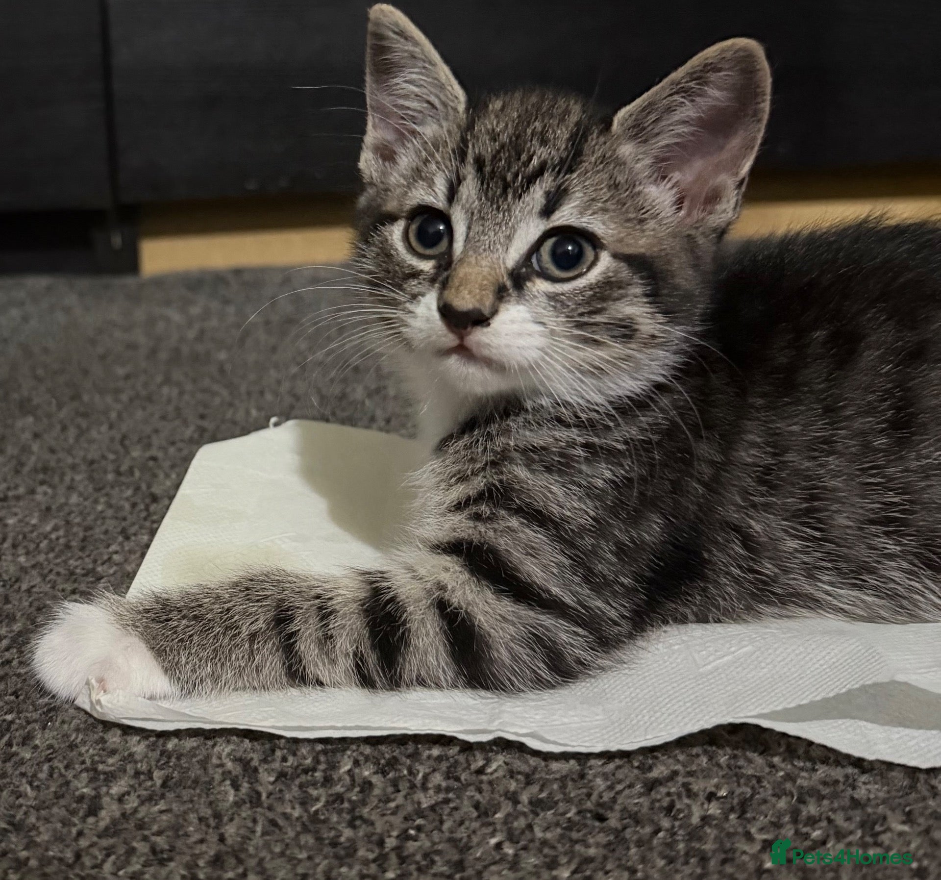 Mixed Breed cats  Beautiful kittens looking for loving homes  - Advert 1