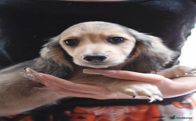 Miniature Dachshund dogs - Advert 7