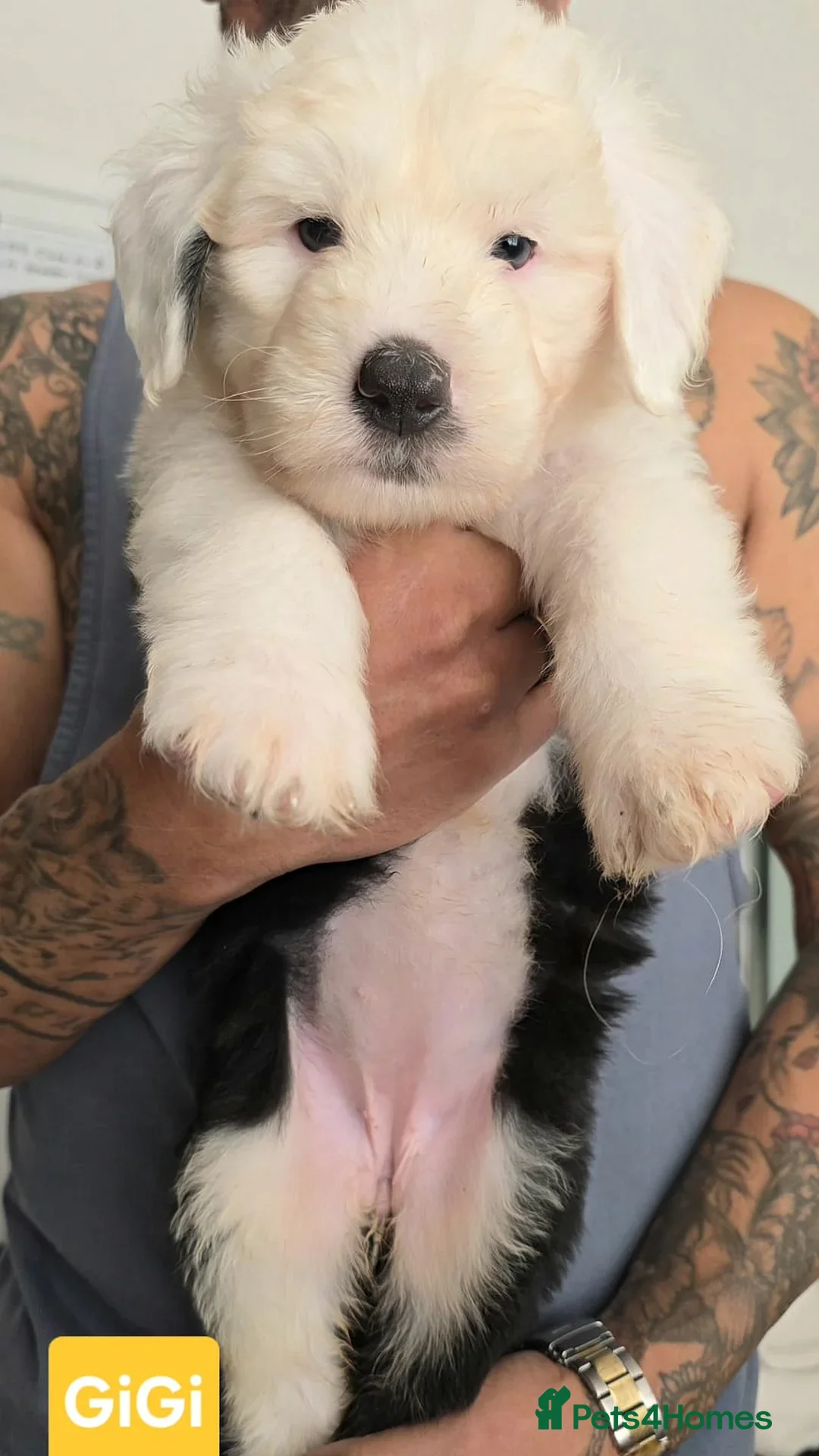 Old English Sheepdog dogs for sale: Stunning OES Puppies  - Advert 5