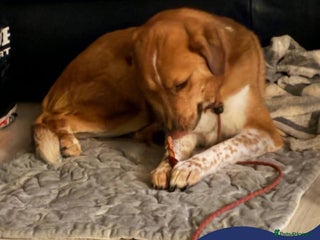 Mixed Breed dogs Meet Bella, currently residing in Falkirk - Advert 15