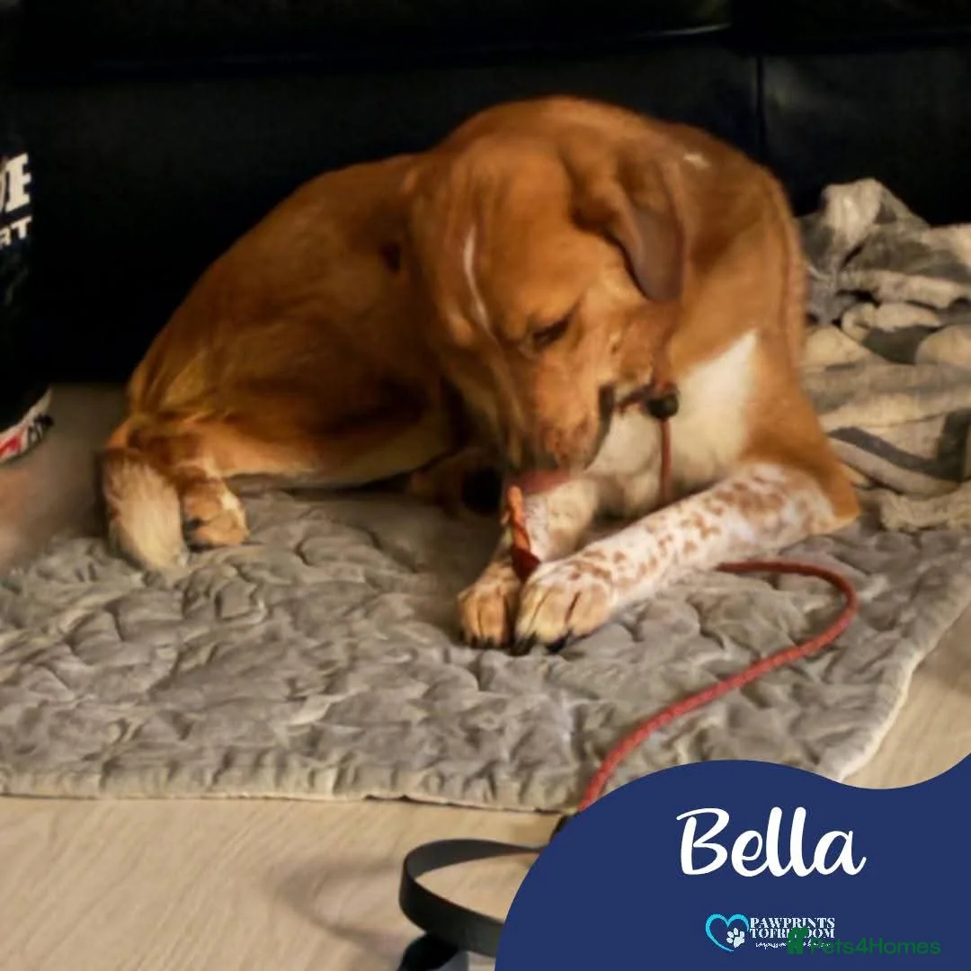 Mixed Breed dogs for adoption: Meet Bella, currently residing in Falkirk  - Advert 1