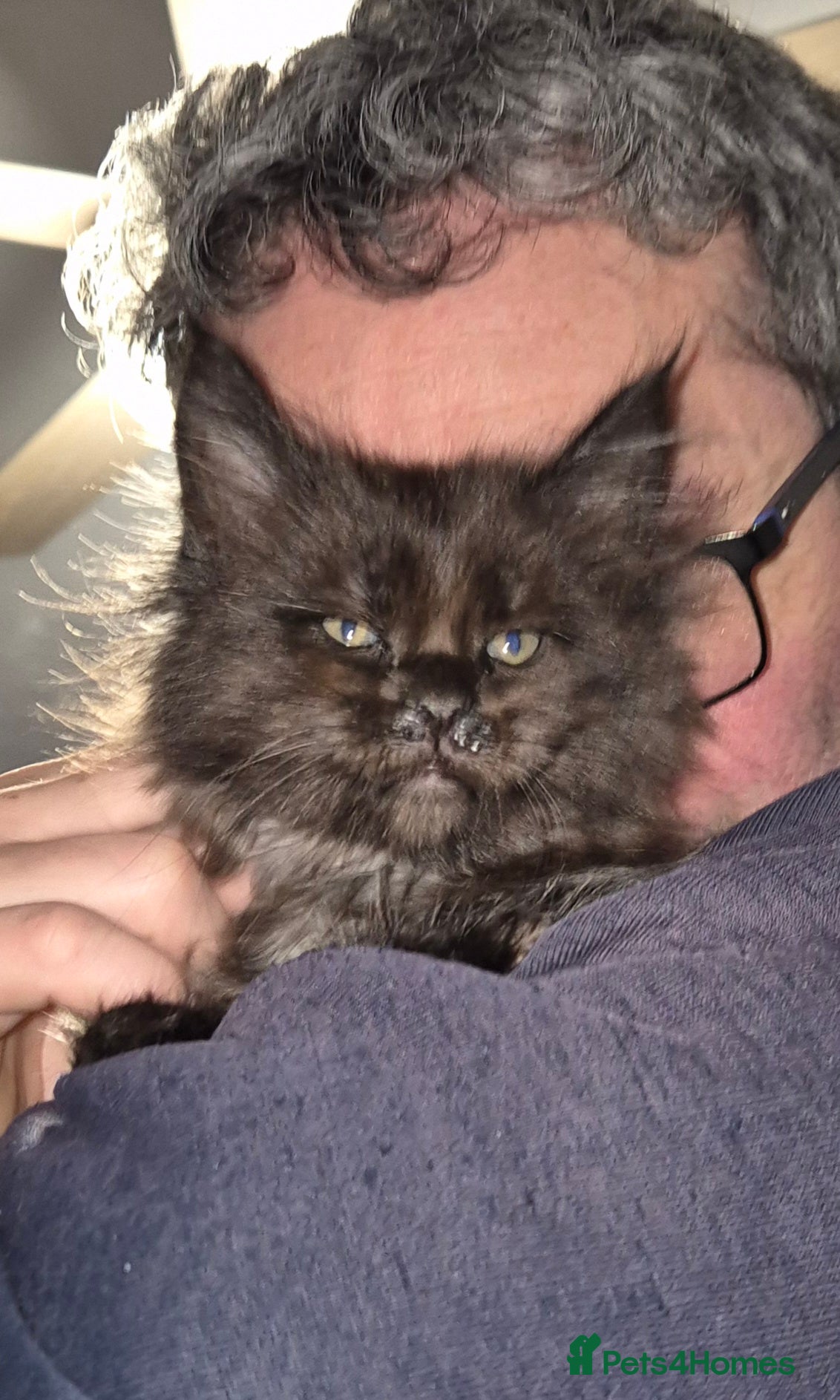 Maine Coon cats Russian /xxl maine coon - Advert 18