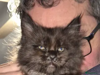 Maine Coon cats Russian /xxl maine coon - Advert 17