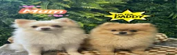 Pomeranian dogs for sale: ✨🐾Mini Pom Stars🏆🐶🐾✨ - Advert 4