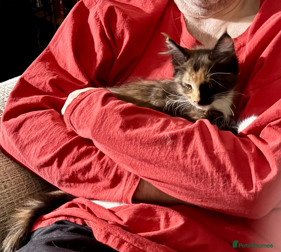 Maine Coon cats for sale: READY NOW! PEDIGREE MAINE COON GIRL  - Advert 15