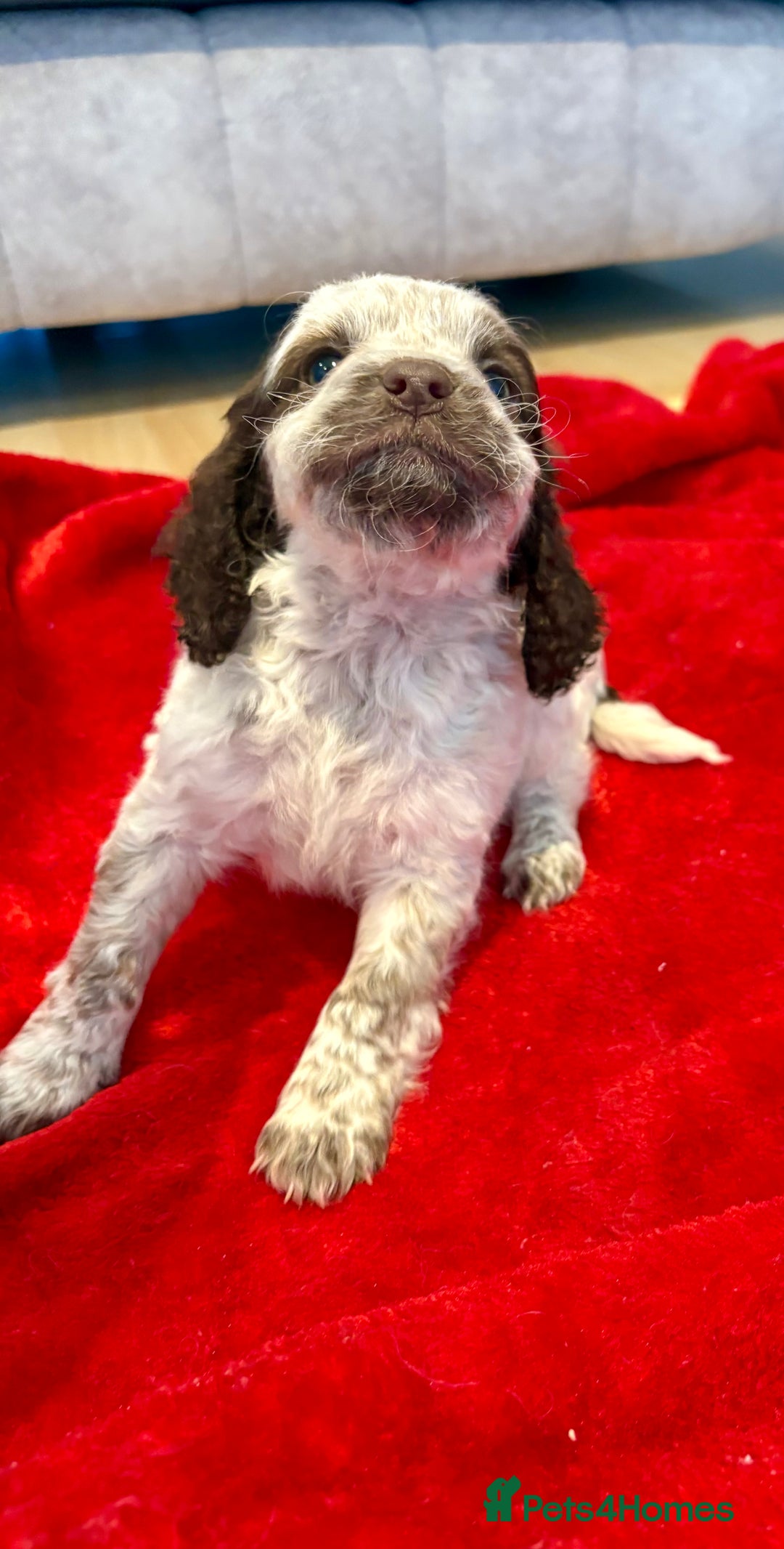 Cocker Spaniel dogs for sale: Cocker spaniel  - Advert 6