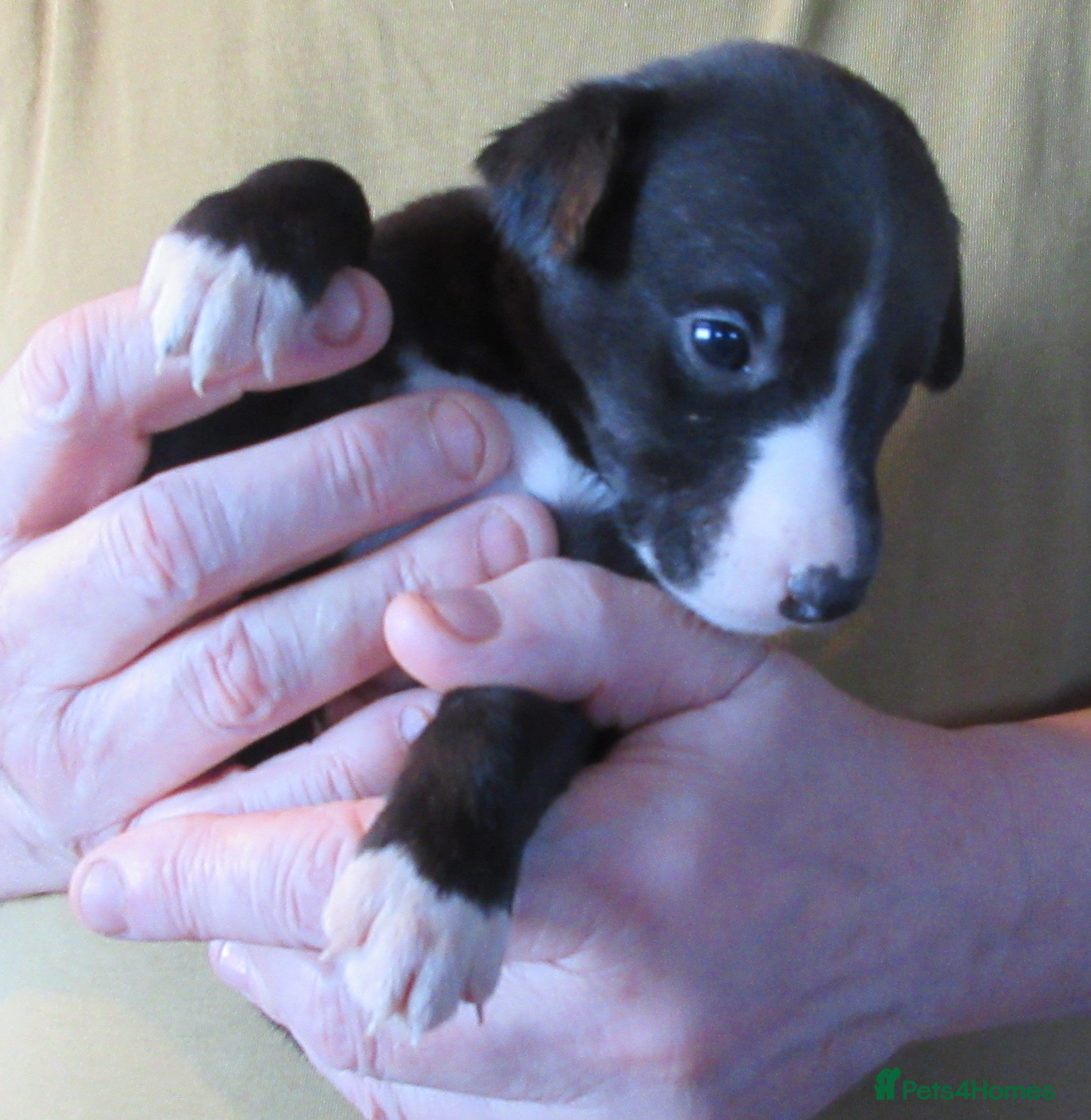 Whippet dogs KC DNA health tested, show quality Whippets - Advert 3