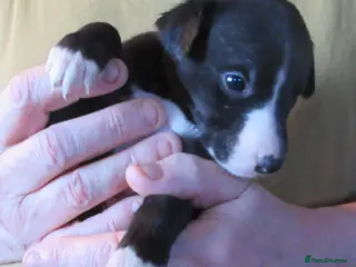 Whippet dogs KC DNA health tested, show quality Whippets - Advert 3