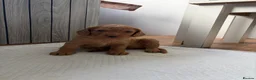 Cockapoo dogs for sale: Show quality litter of F2 cockerpoos 🌈 - Advert 21
