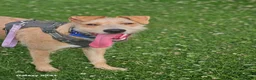 Mixed Breed dogs for sale: Fern 2 years old lurcher  in Dukinfield - Advert 7