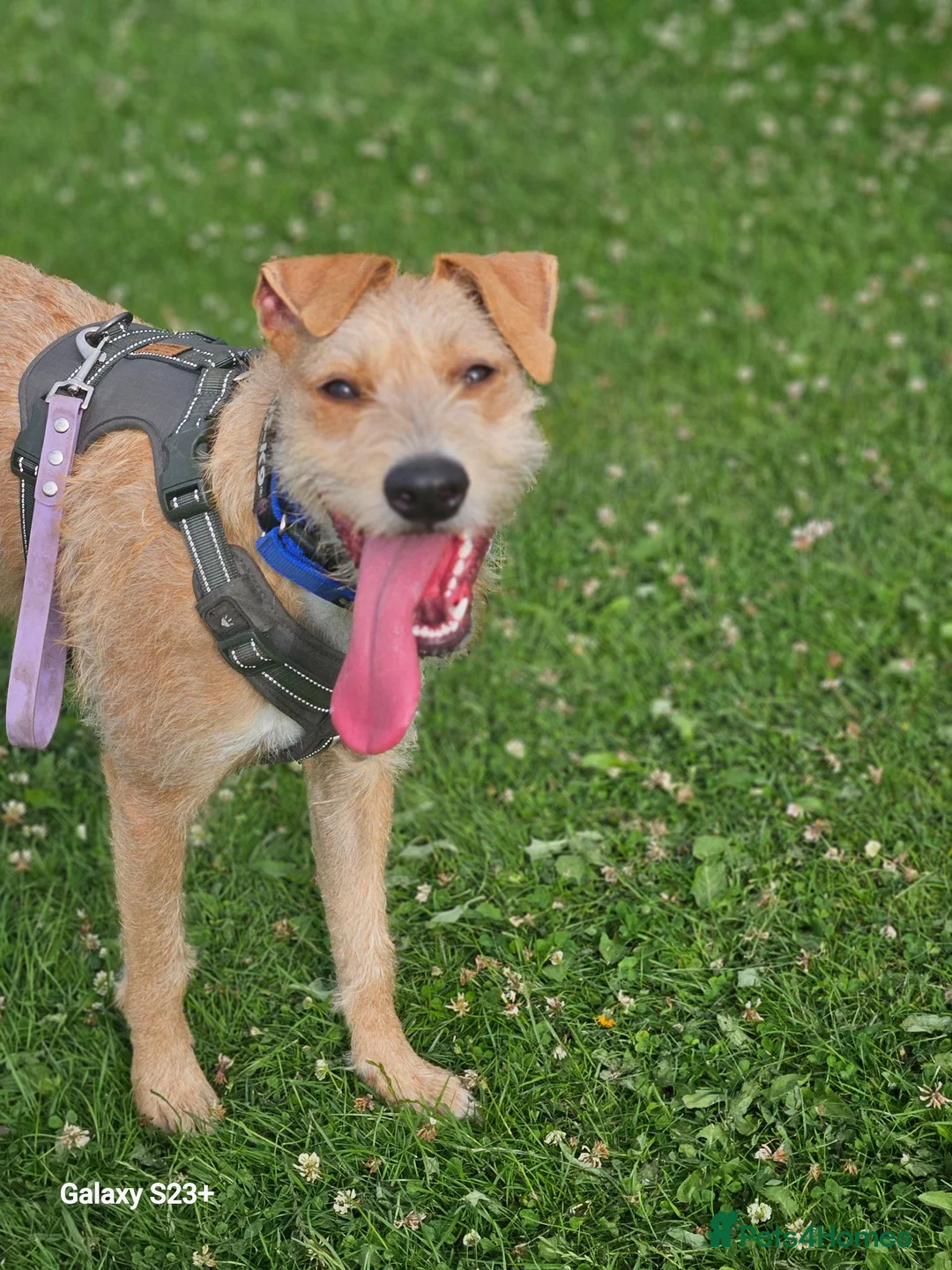 Mixed Breed dogs for sale: Fern 2 years old lurcher  in Dukinfield - Advert 7