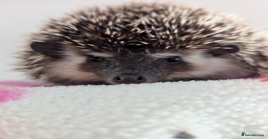 Pygmy Hedgehog rodents - Advert 3