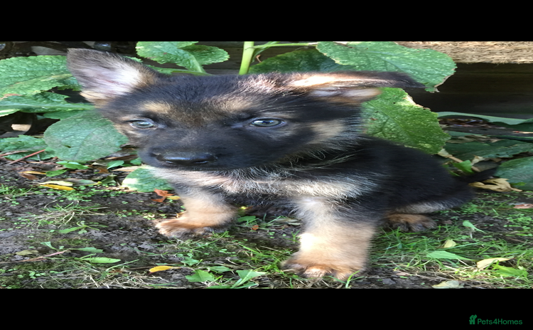 German Shepherd dogs - Advert 3