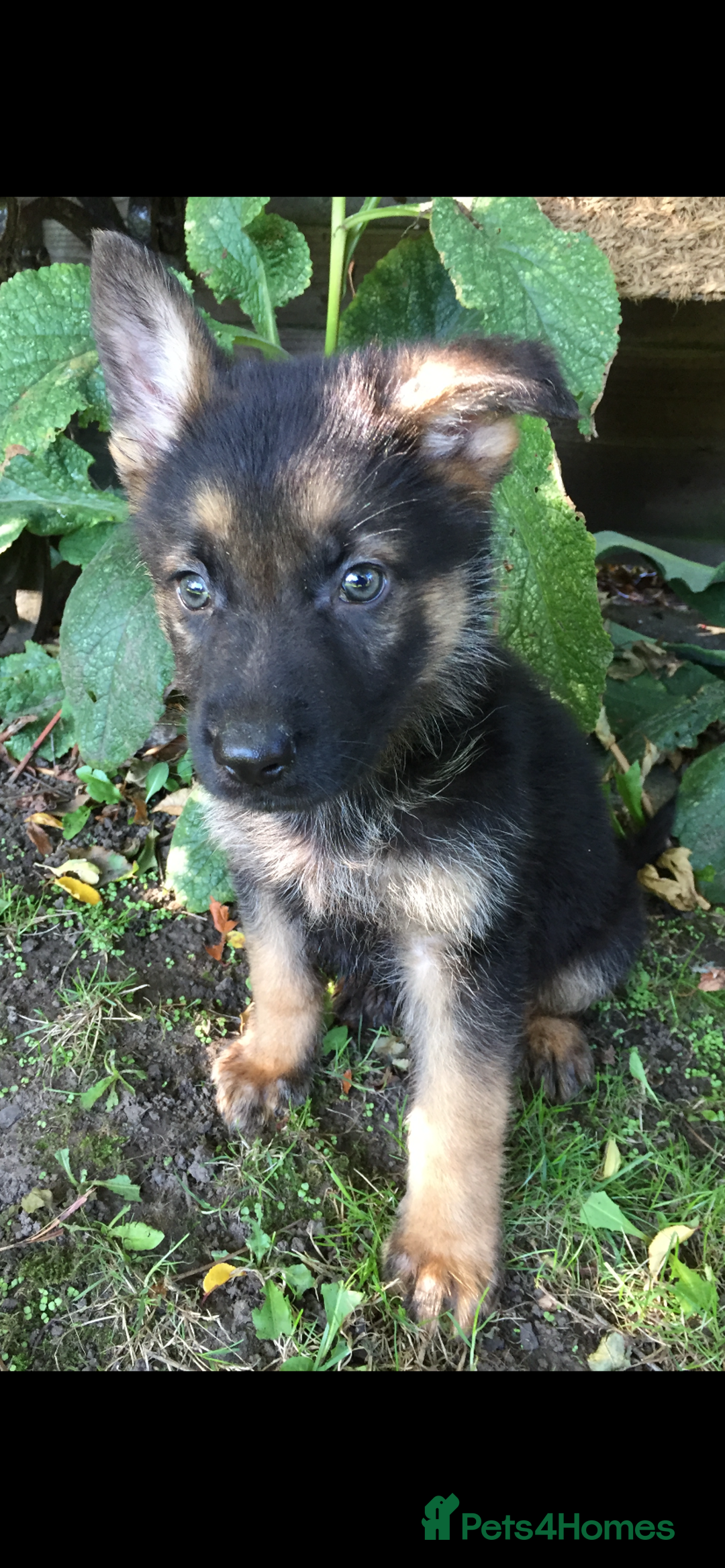 German Shepherd dogs for sale: Chunky Farm bred GSD pups ready now. - Image 1