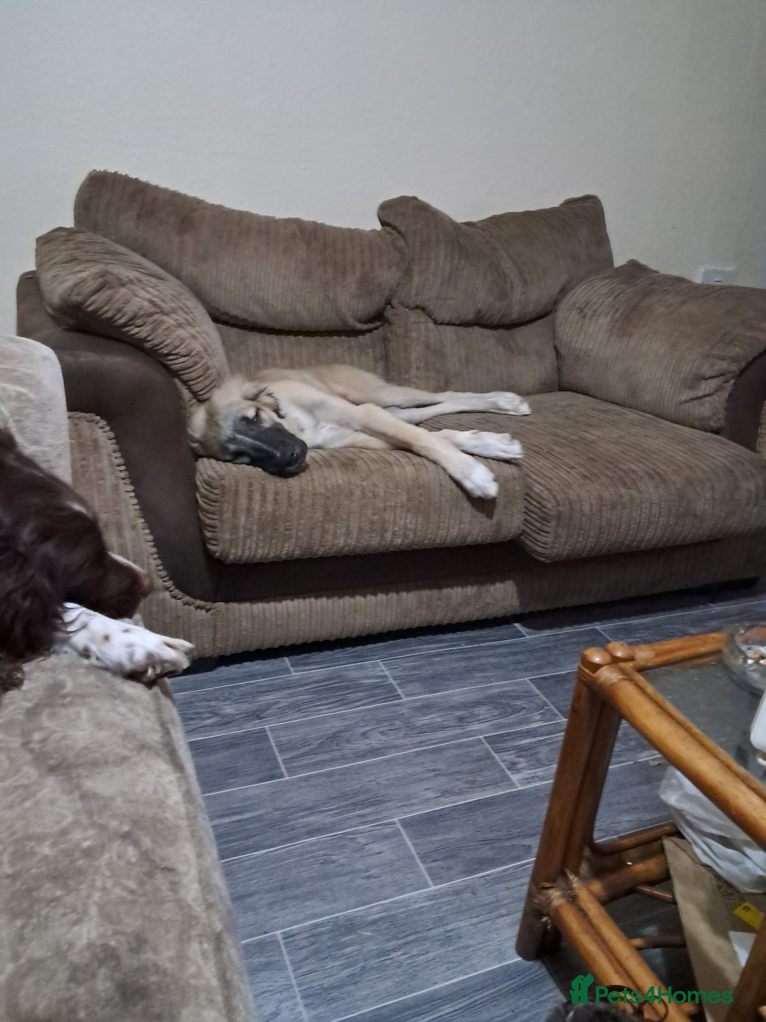 Mixed Breed dogs Caucasian Shepherd x lurcher  - Advert 1