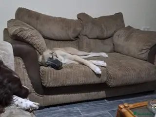 Mixed Breed dogs Caucasian Shepherd x lurcher - Advert 1